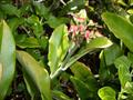 Euphorbia tithymaloides